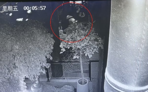 云管家 网友称丈夫被酒店养的猫抓伤，酒店回应：索赔2万元不合理，无法承担
